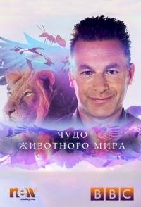 Чудо животного мира :: постер